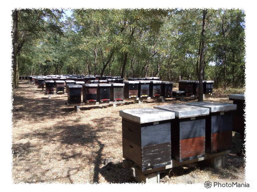 Pčelinjak porodice Ivanović 2